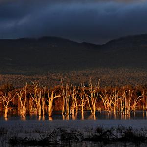 "The Drowned Forest." Photo by Peter Hammer.